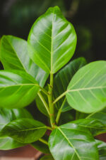 Zdjęcie rosliny doniczkowej Ficus Altissima, ujęcie 3