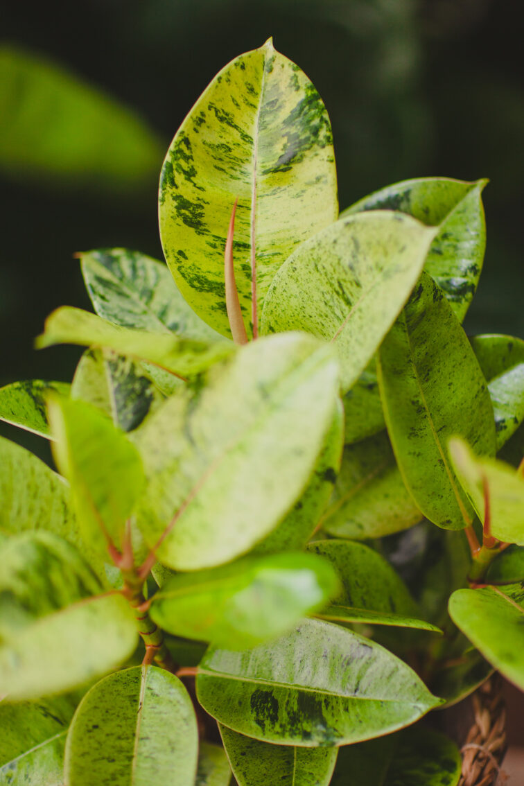 Zdjęcie rosliny doniczkowej Ficus elastica Moonshine, ujęcie 1