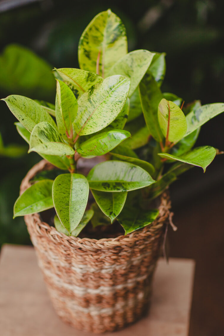 Zdjęcie rosliny doniczkowej Ficus elastica Moonshine, ujęcie 2