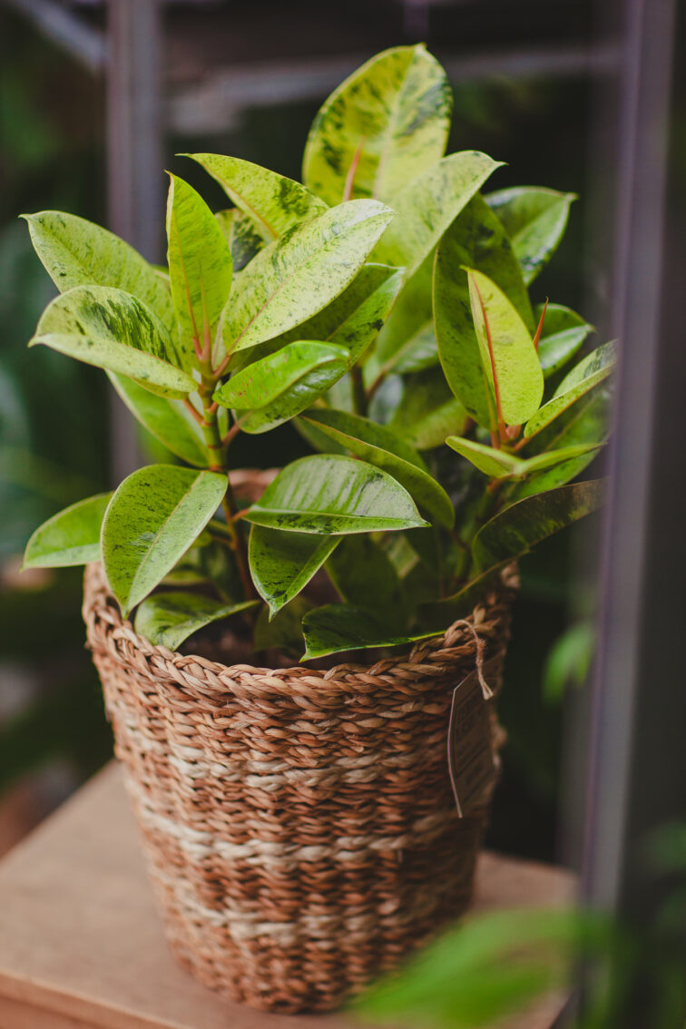 Zdjęcie rosliny doniczkowej Ficus elastica Moonshine, ujęcie 3