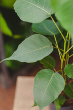 Zdjęcie rosliny doniczkowej Ficus religiosa Bodhi Tree, ujęcie 3