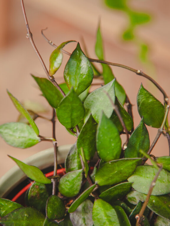 Zdjęcie rosliny doniczkowej Hoya krohniana Black Leaves, ujęcie 1