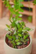 Zdjęcie rosliny doniczkowej Hoya krohniana Black Leaves, ujęcie 2
