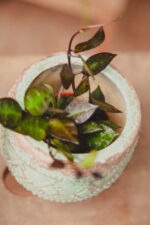 Zdjęcie rosliny doniczkowej Hoya krohniana Black Leaves, ujęcie 1