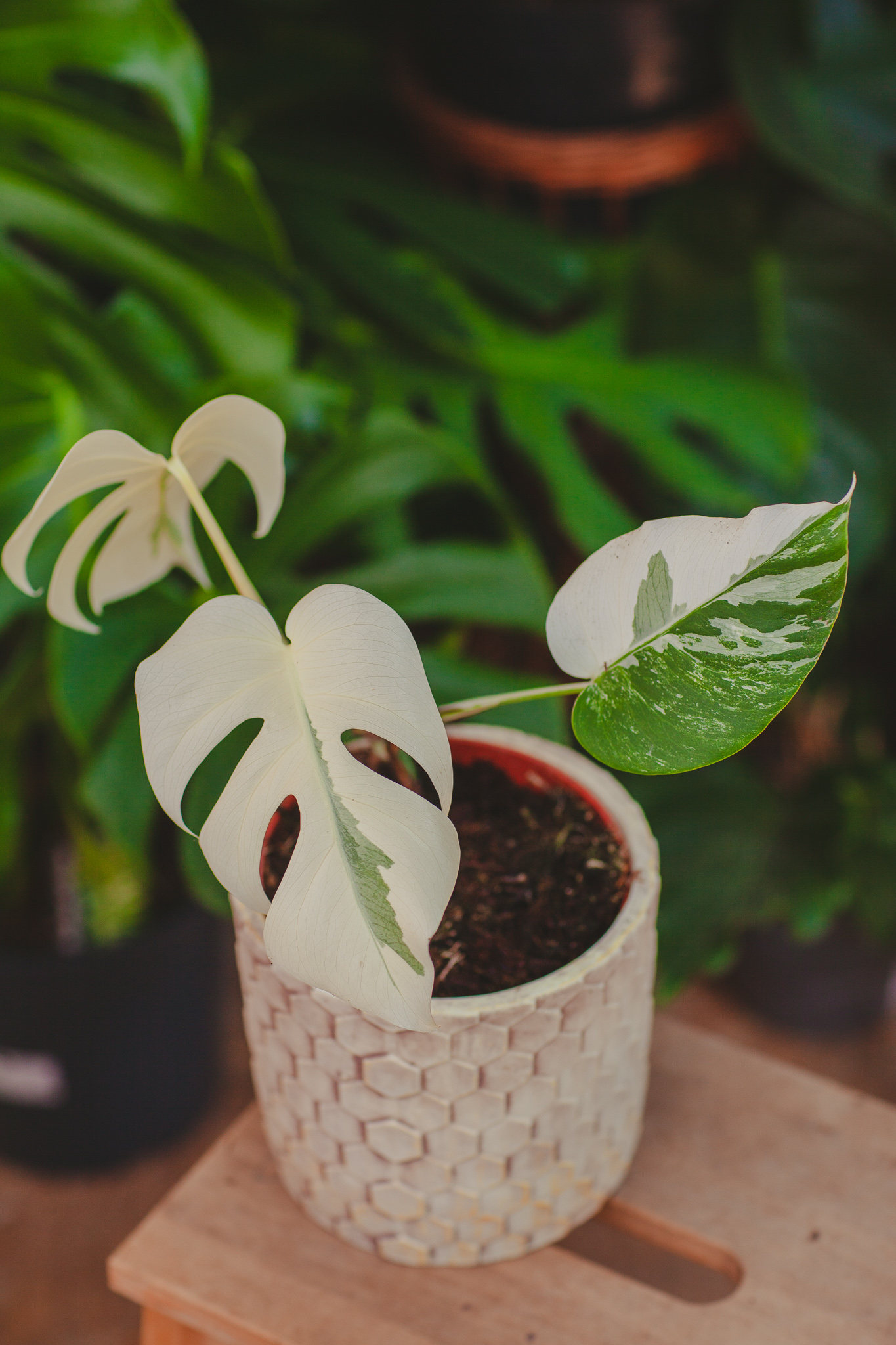 Zdjęcie rosliny doniczkowej Monstera deliciosa variegata Nr 1, ujęcie 1