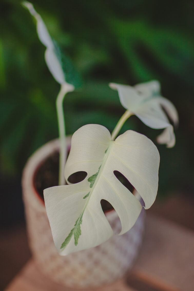 Zdjęcie rosliny doniczkowej Monstera deliciosa variegata Nr 1, ujęcie 2