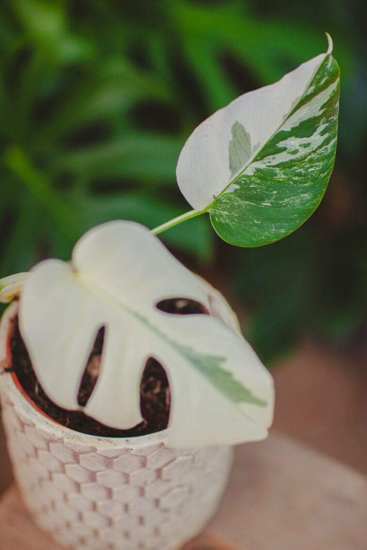 Zdjęcie rosliny doniczkowej Monstera deliciosa variegata Nr 1, ujęcie 3