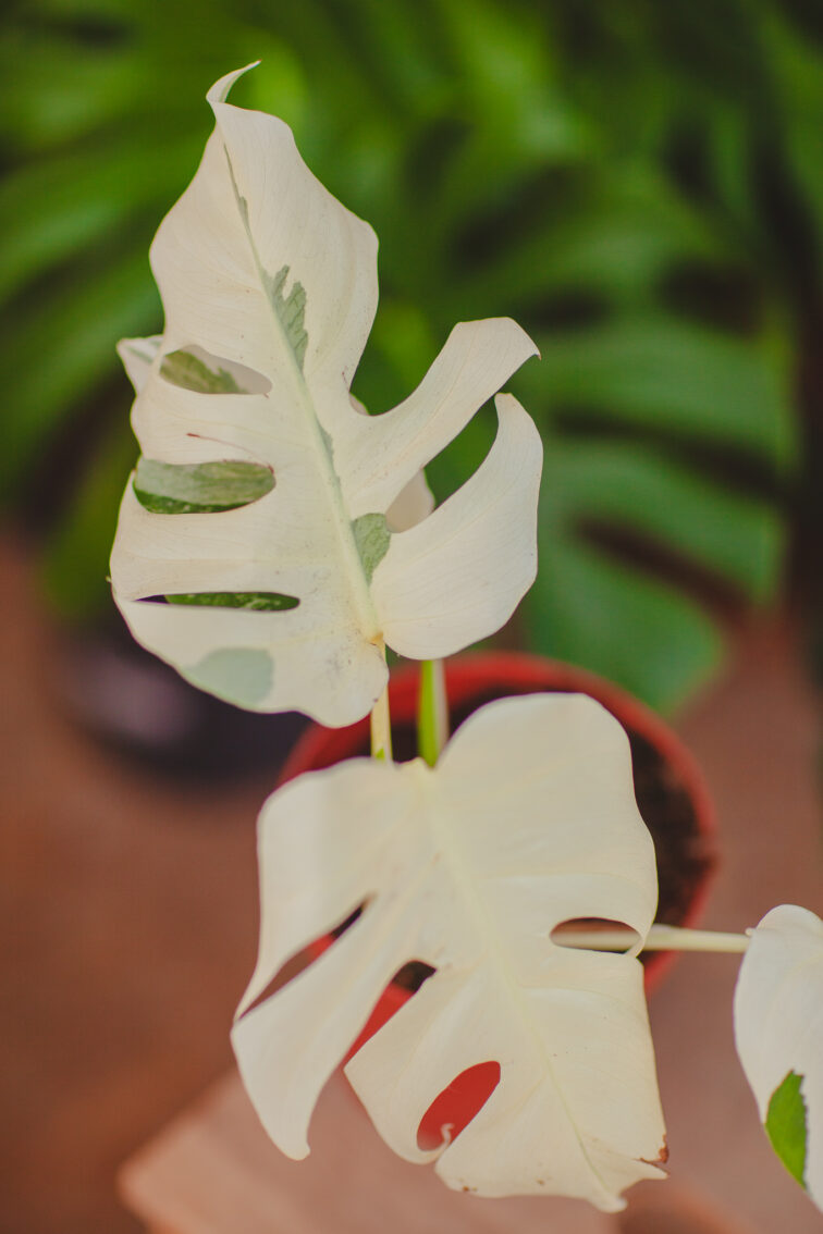 Zdjęcie rosliny doniczkowej Monstera deliciosa variegata Nr 2, ujęcie 2