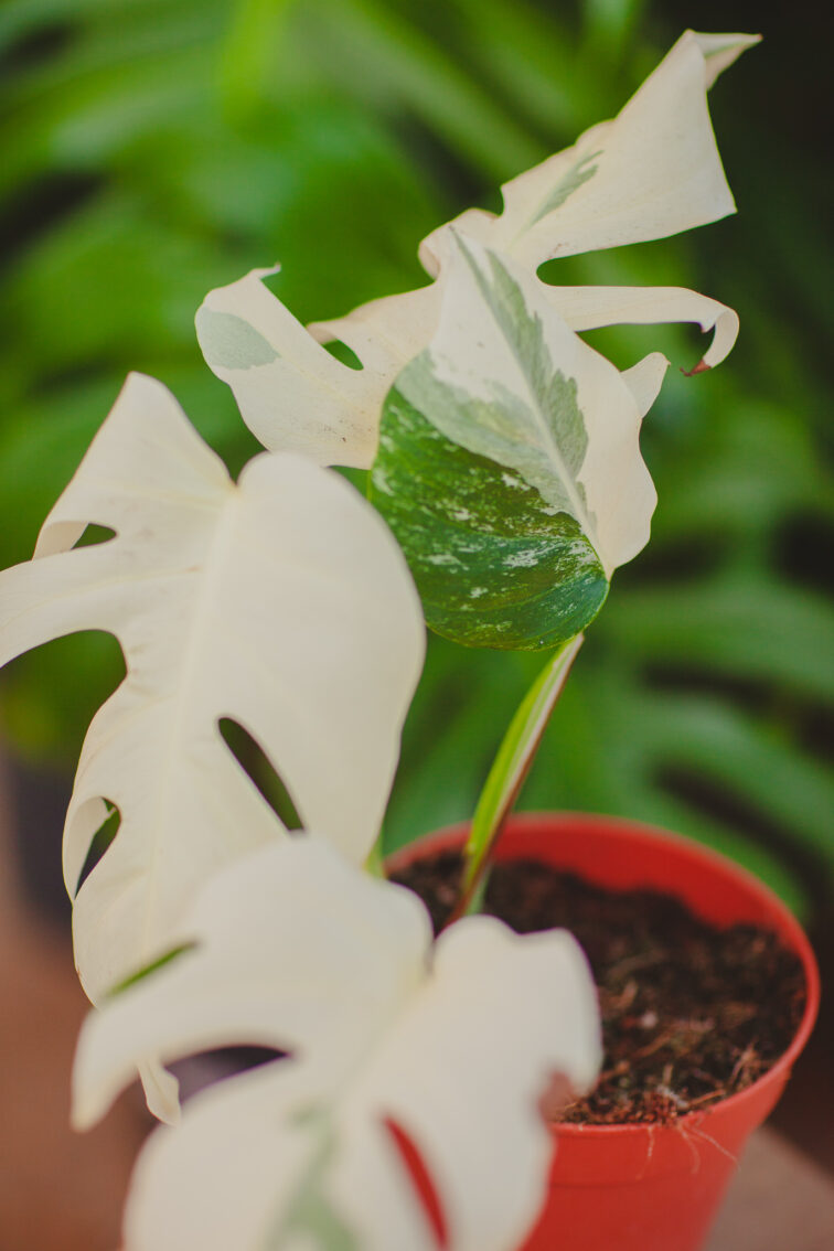 Zdjęcie rosliny doniczkowej Monstera deliciosa variegata Nr 2, ujęcie 3