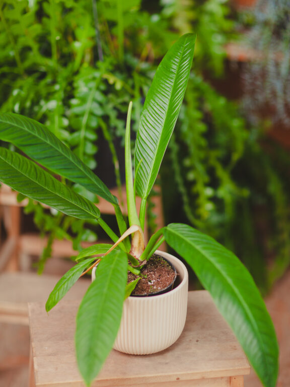 Zdjęcie rosliny doniczkowej Philodendron campii Lynette, ujęcie 1