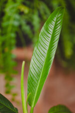Zdjęcie rosliny doniczkowej Philodendron campii Lynette, ujęcie 2