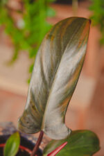 Zdjęcie rosliny doniczkowej Philodendron Florida Bronze, ujęcie 1