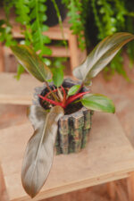 Zdjęcie rosliny doniczkowej Philodendron Florida Bronze, ujęcie 2