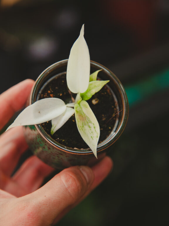 Zdjęcie rosliny doniczkowej Philodendron Florida Ghost, ujęcie 1