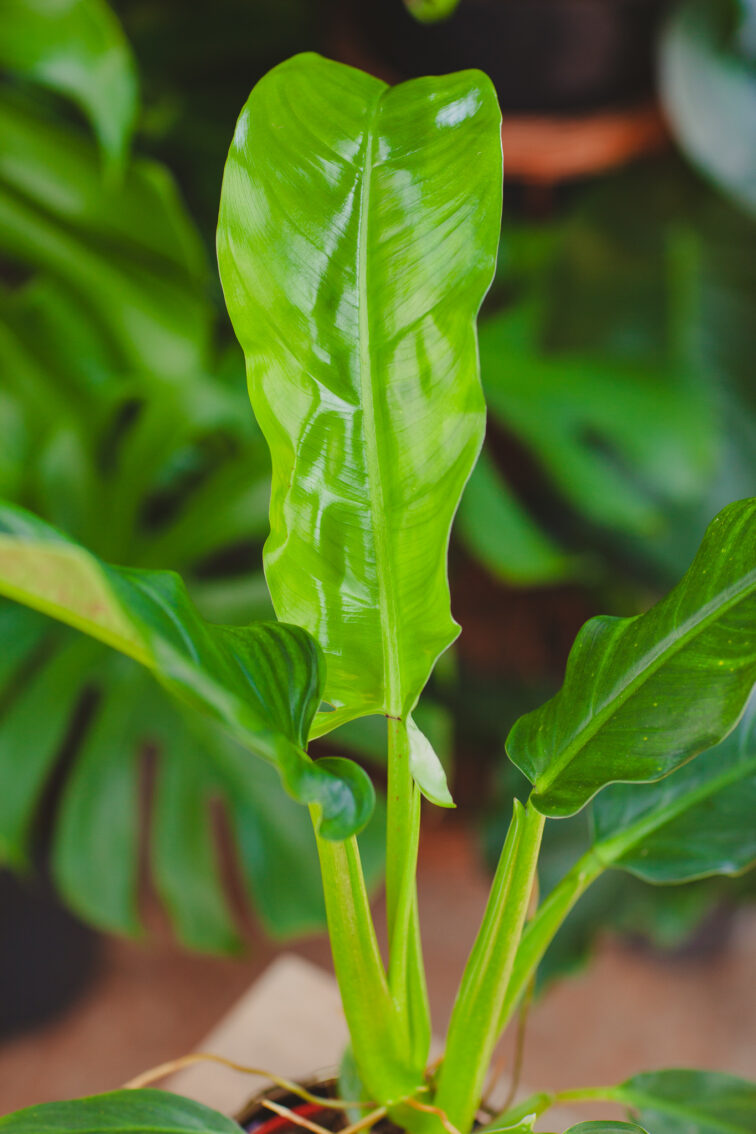 Zdjęcie rosliny doniczkowej Philodendron Holtonianum Trilobe, ujęcie 1