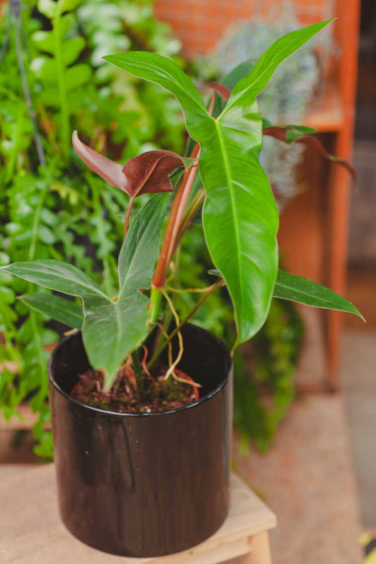 Zdjęcie rosliny doniczkowej Philodendron mexicanum, ujęcie 3