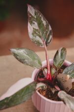 Zdjęcie rosliny doniczkowej Philodendron Pink marble, ujęcie 1
