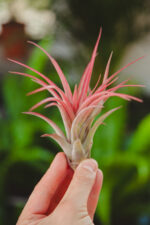 Zdjęcie rosliny doniczkowej Tillandsia Multiflora XL red, ujęcie 1