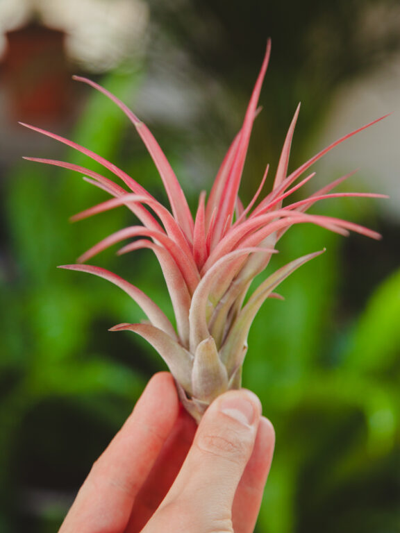 Zdjęcie rosliny doniczkowej Tillandsia Multiflora XL red, ujęcie 1