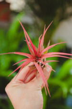 Zdjęcie rosliny doniczkowej Tillandsia Multiflora XL red, ujęcie 2