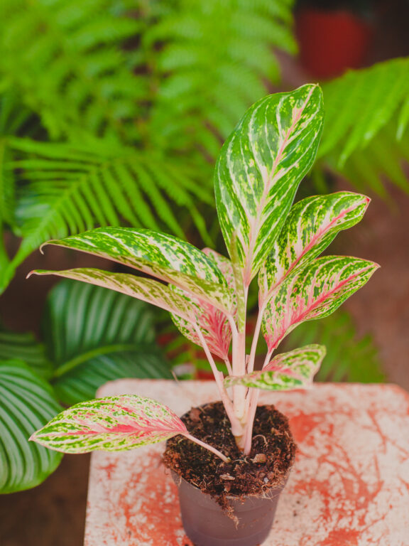 Zdjęcie rosliny doniczkowej Aglaonema Cocomelon, ujęcie 1