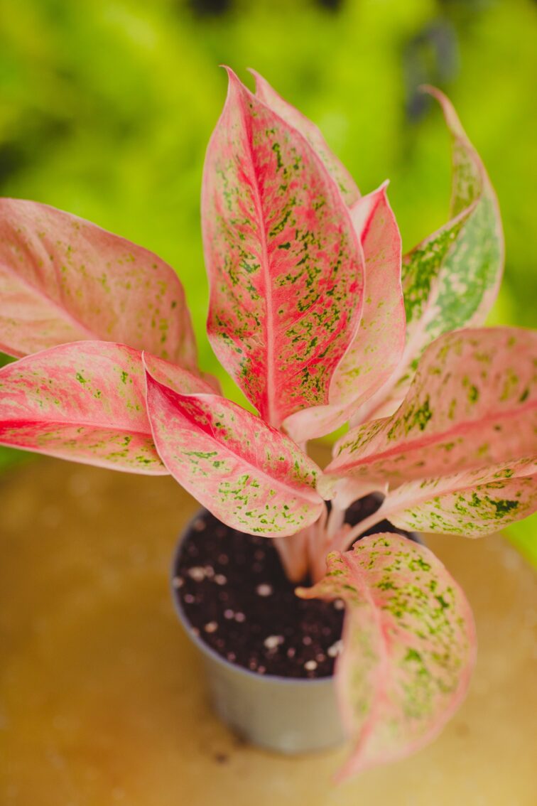 Zdjęcie rosliny doniczkowej Aglaonema Prosperity, ujęcie 1