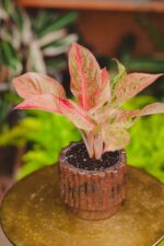 Zdjęcie rosliny doniczkowej Aglaonema Prosperity, ujęcie 2