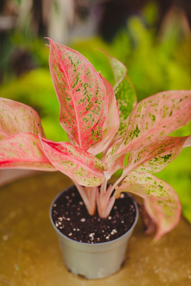 Zdjęcie rosliny doniczkowej Aglaonema Prosperity, ujęcie 3