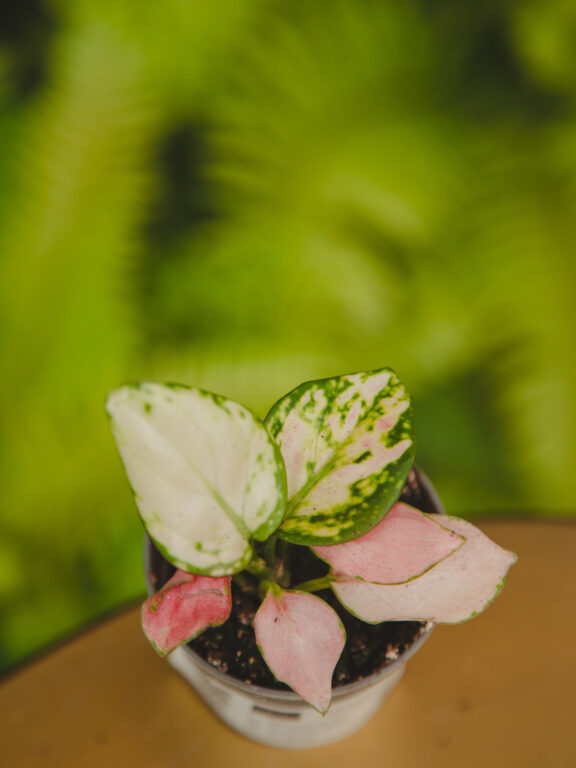 Zdjęcie rosliny doniczkowej Aglaonema Red Valentine, ujęcie 1