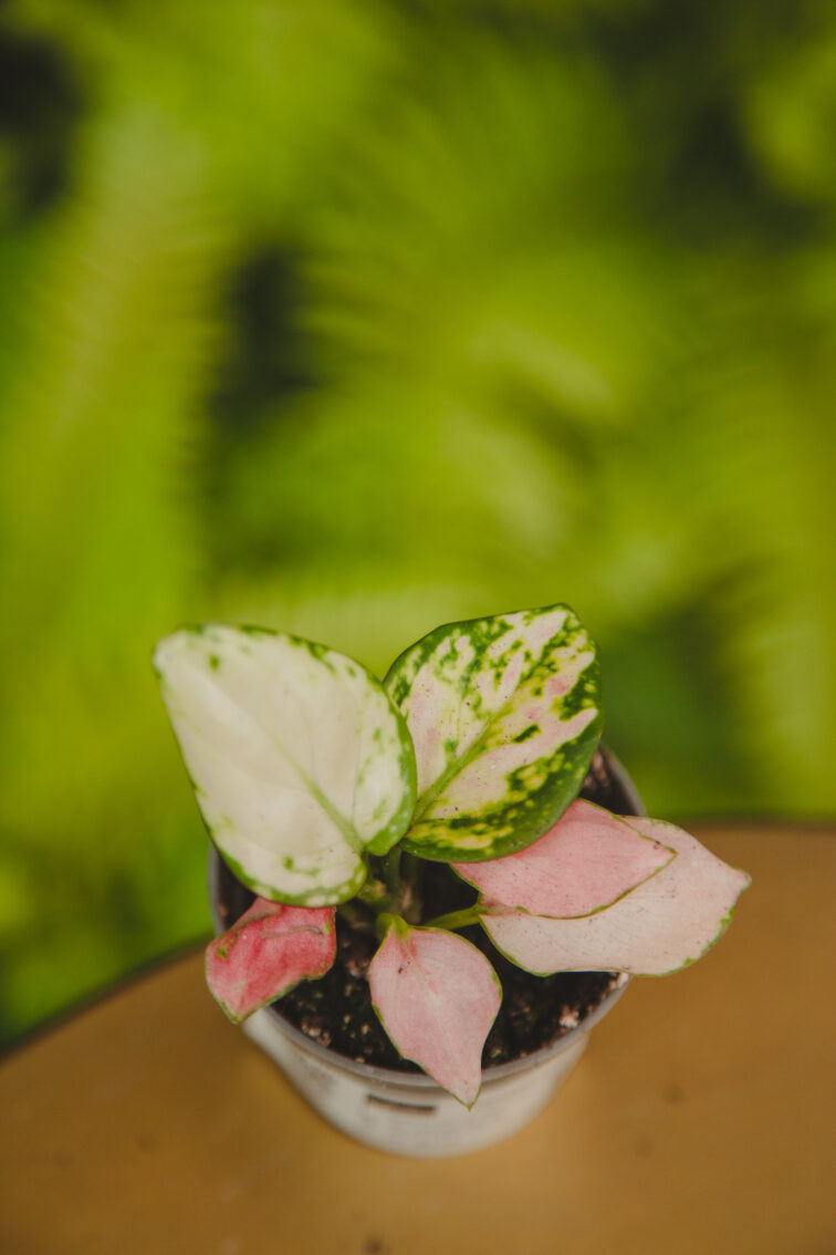 Zdjęcie rosliny doniczkowej Aglaonema Red Valentine, ujęcie 1