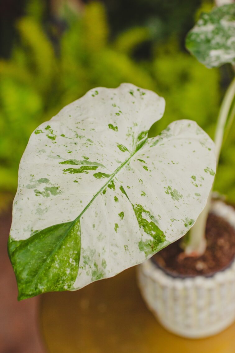 Zdjęcie rosliny doniczkowej Alocasia macrorrhiza Camouflage, ujęcie 2