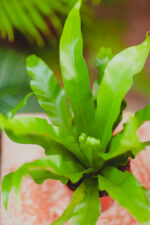 Zdjęcie rosliny doniczkowej Asplenium antiquum (Zanokcica Gniazdowa), ujęcie 2