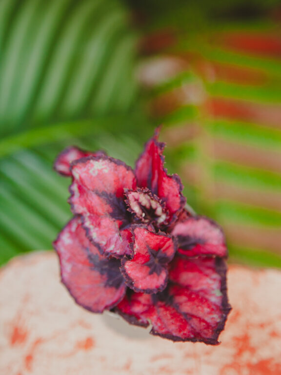 Zdjęcie rosliny doniczkowej Begonia Inca Night, ujęcie 1