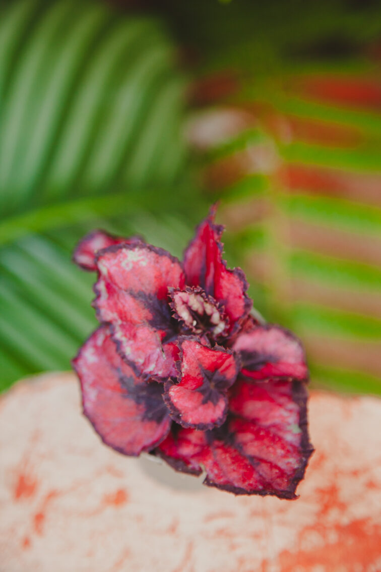 Zdjęcie rosliny doniczkowej Begonia Inca Night, ujęcie 1