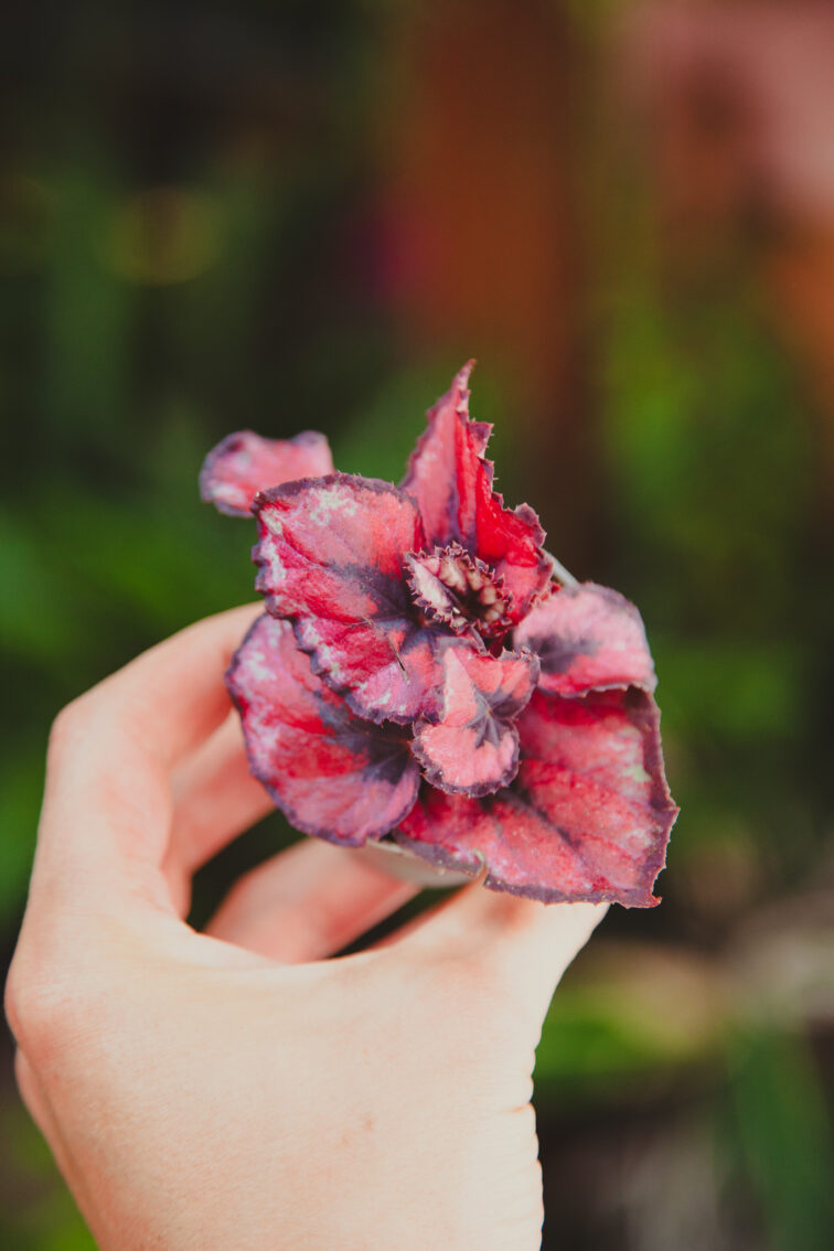 Zdjęcie rosliny doniczkowej Begonia Inca Night, ujęcie 2