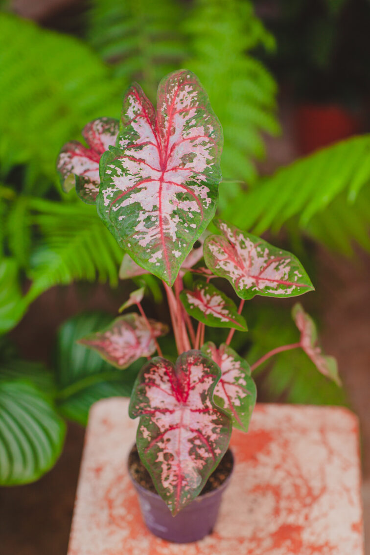 Zdjęcie rosliny doniczkowej Caladium Carolyn Whorton, ujęcie 1