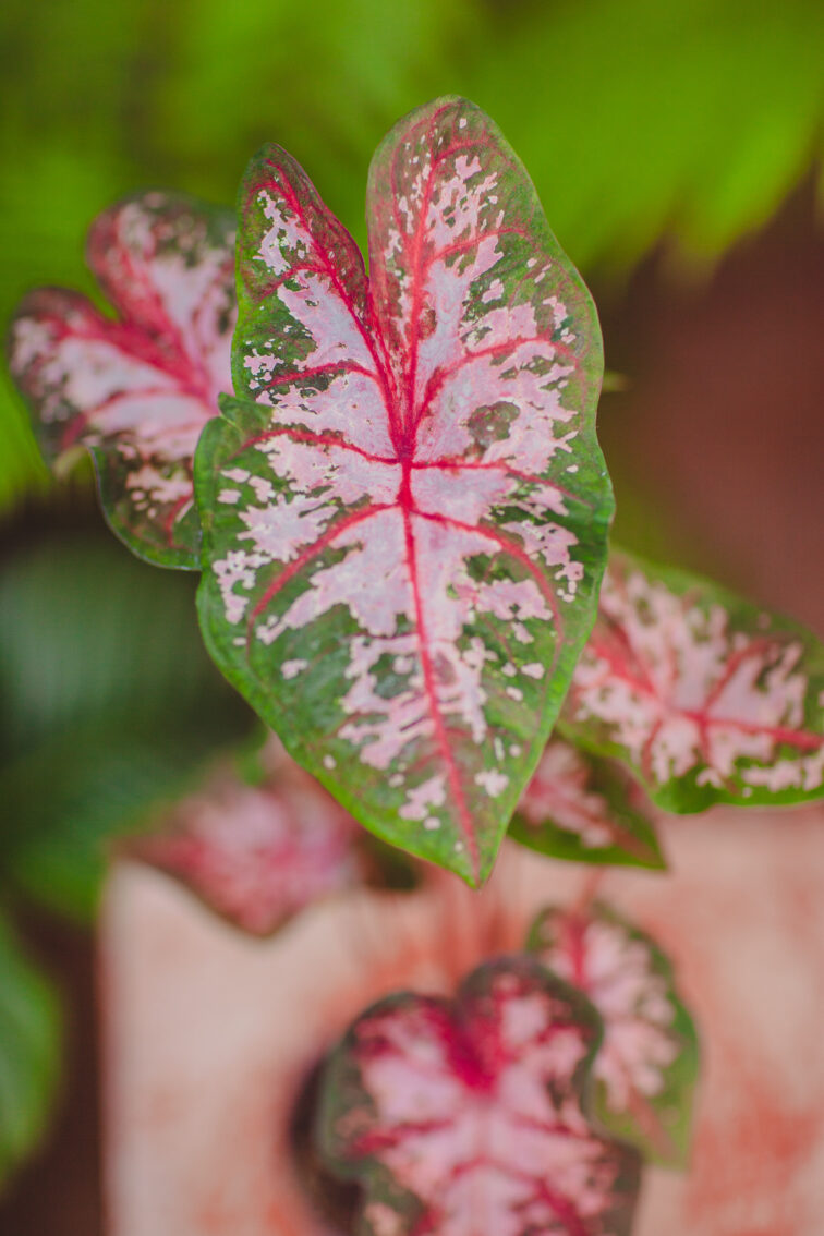 Zdjęcie rosliny doniczkowej Caladium Carolyn Whorton, ujęcie 2