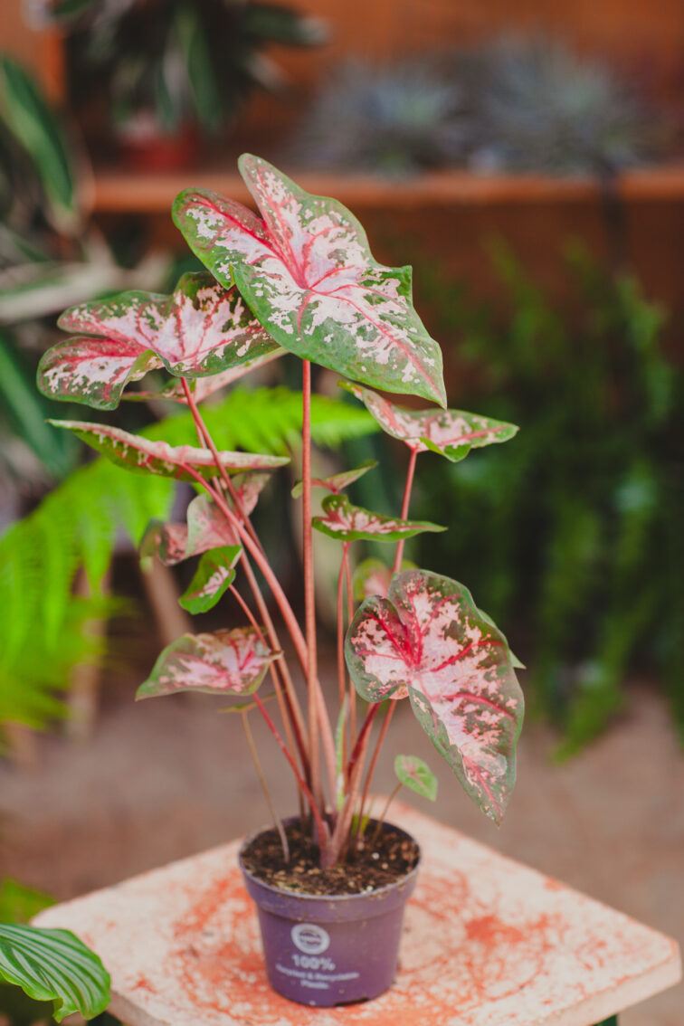 Zdjęcie rosliny doniczkowej Caladium Carolyn Whorton, ujęcie 3