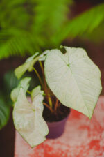 Zdjęcie rosliny doniczkowej Caladium Florida Moonlight, ujęcie 1