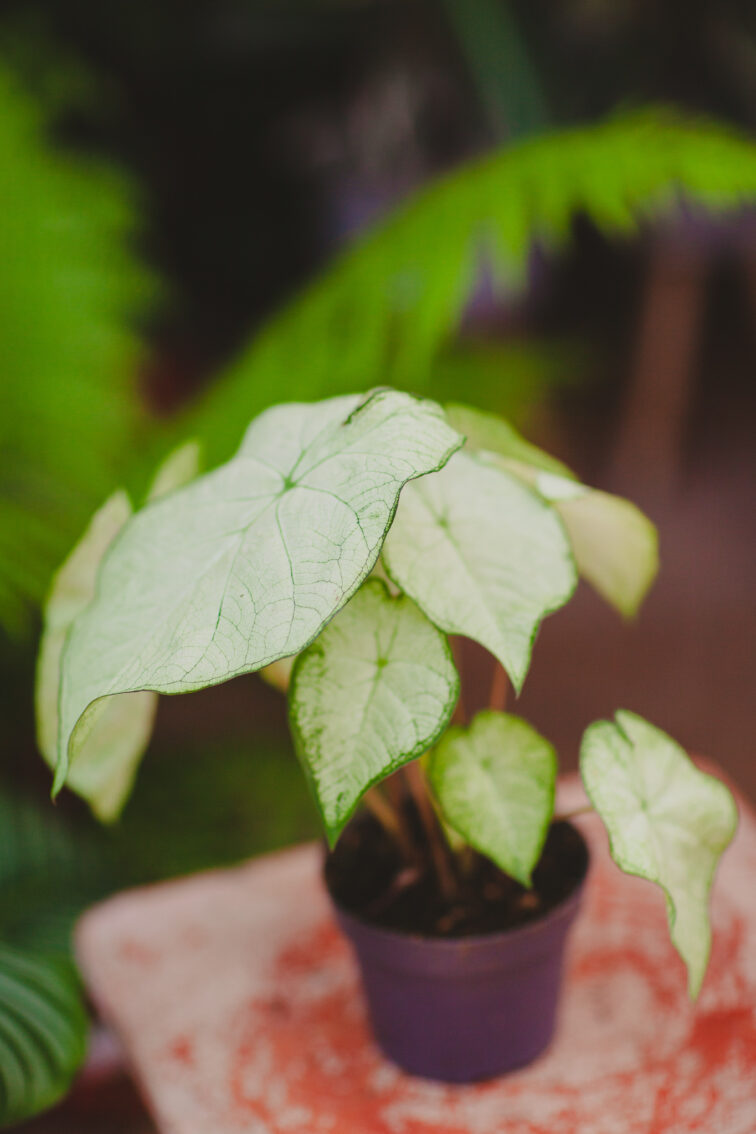 Zdjęcie rosliny doniczkowej Caladium Florida Moonlight, ujęcie 2