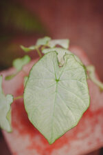 Zdjęcie rosliny doniczkowej Caladium Florida Moonlight, ujęcie 3