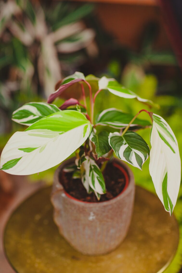 Zdjęcie rosliny doniczkowej Calathea no name, ujęcie 2