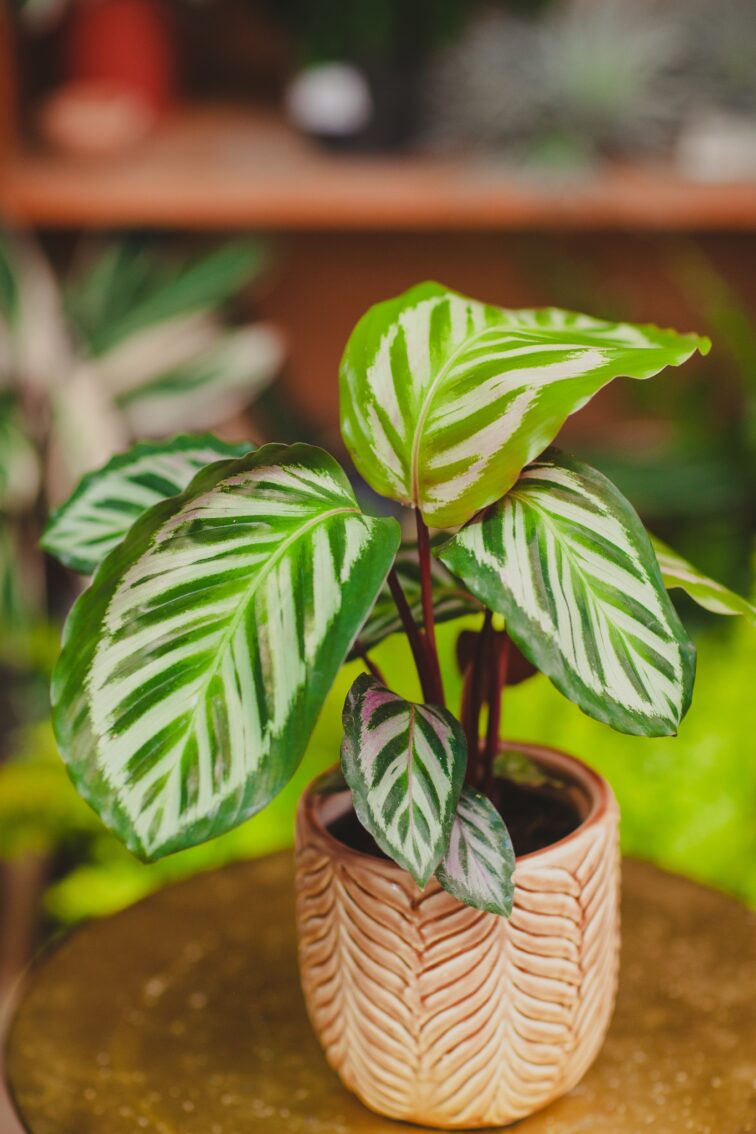 Zdjęcie rosliny doniczkowej Calathea Peacock, ujęcie 2