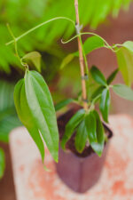 Zdjęcie rosliny doniczkowej Clematis armandii Apple Blossom (Powojnik), ujęcie 2
