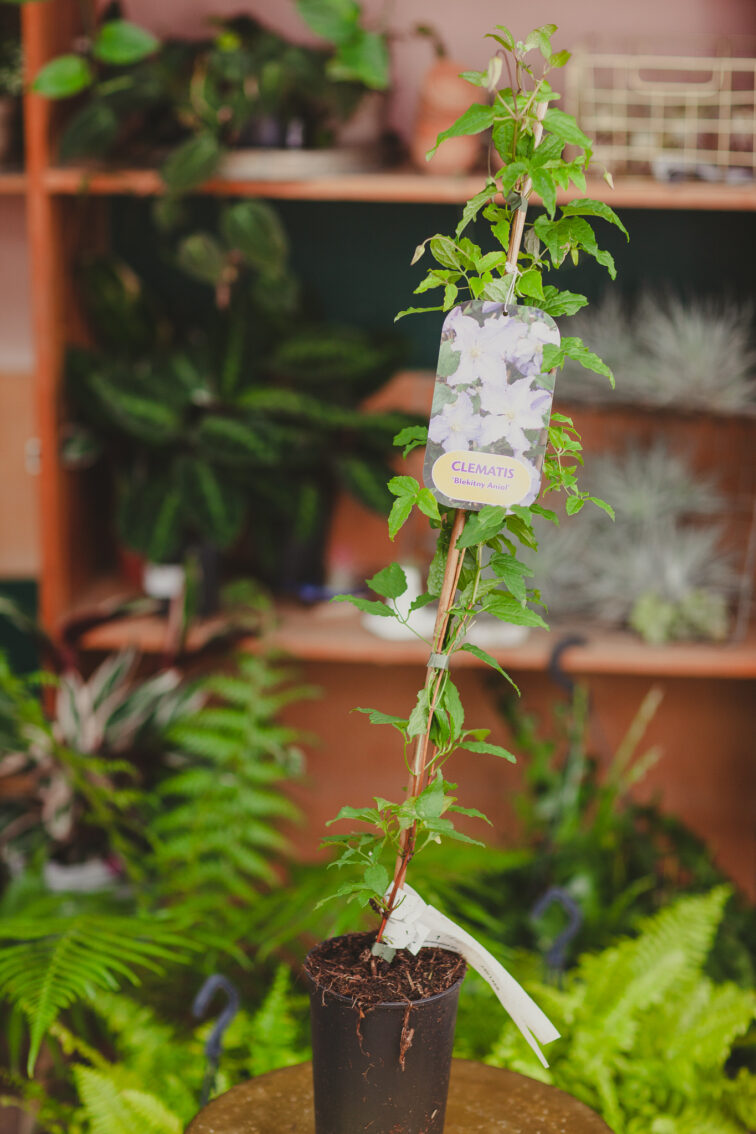 Zdjęcie rosliny doniczkowej Clematis 'Blekitny Aniol', ujęcie 1