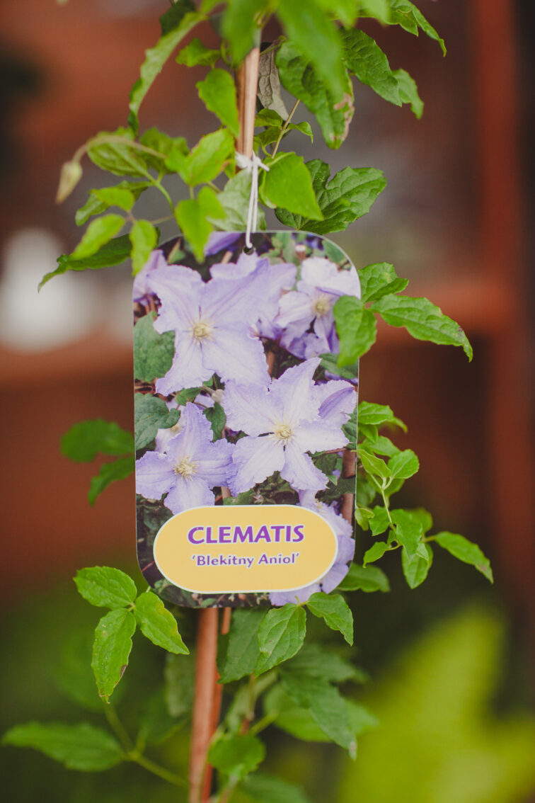 Zdjęcie rosliny doniczkowej Clematis 'Blekitny Aniol', ujęcie 2