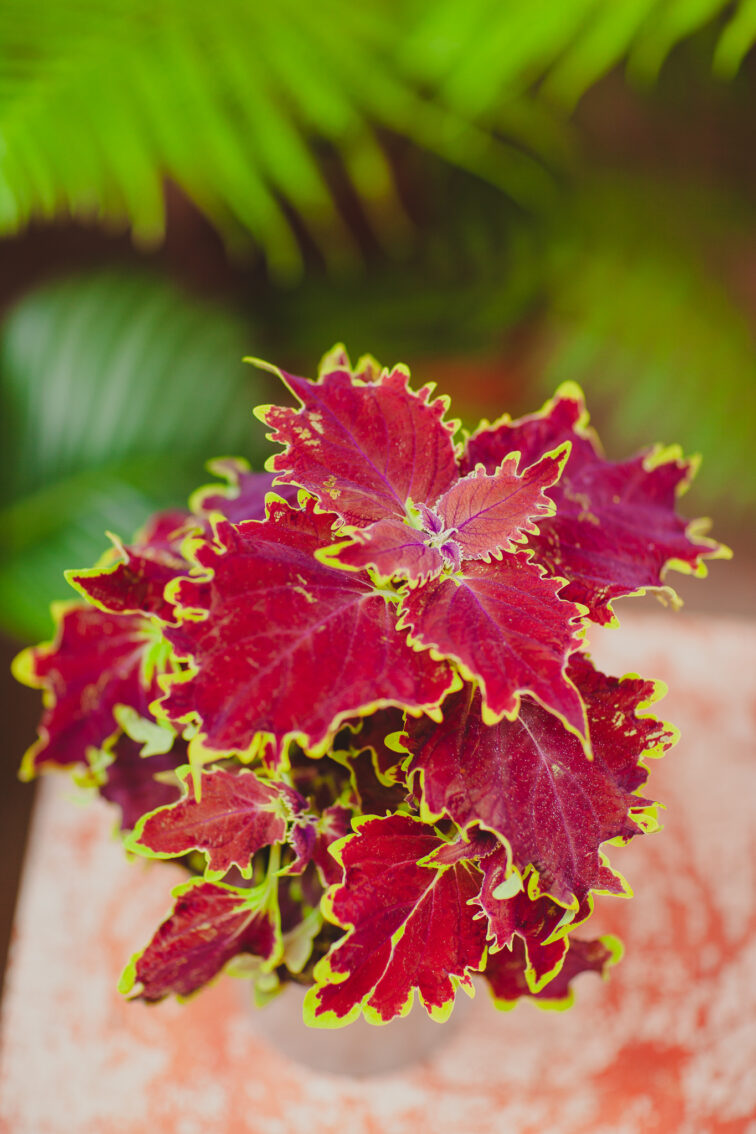 Zdjęcie rosliny doniczkowej Coleus Crown Jewel, ujęcie 1