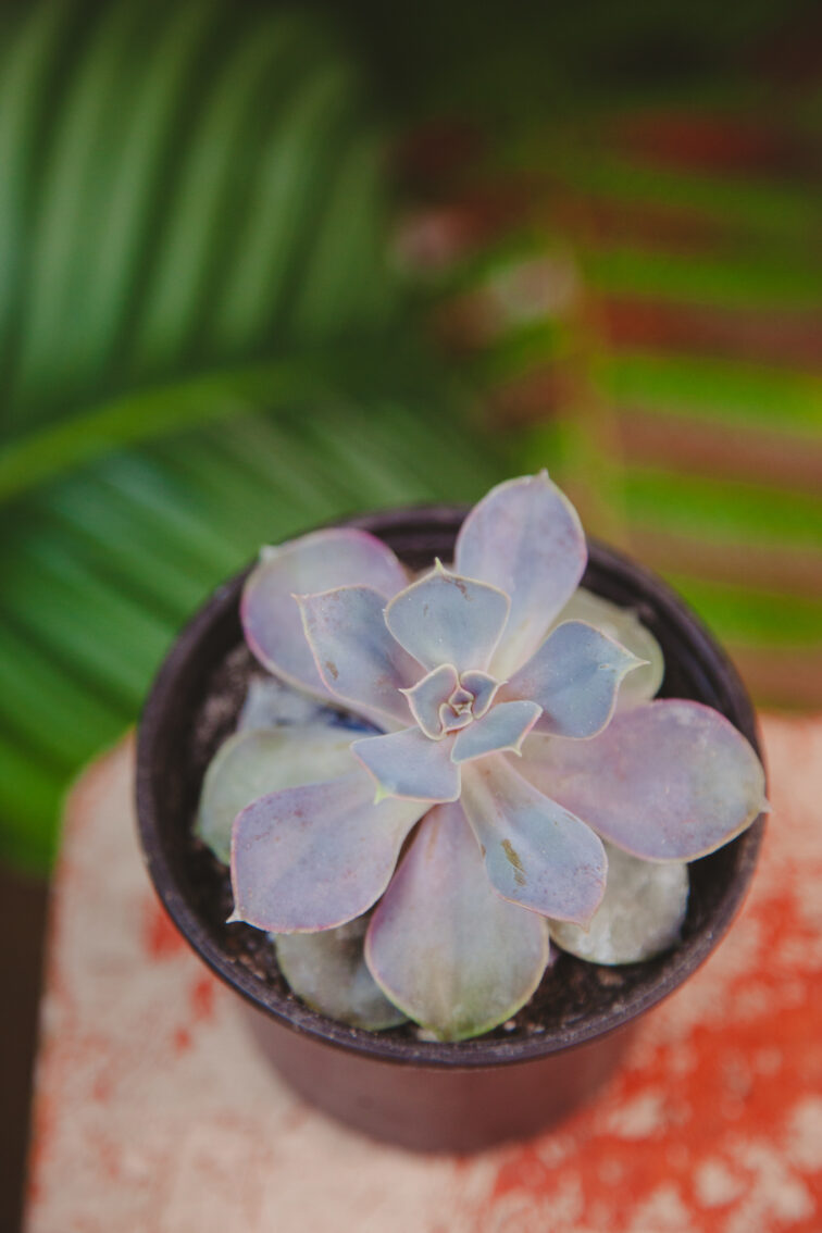 Zdjęcie rosliny doniczkowej Echeveria Perle von Nurnberg, ujęcie 1