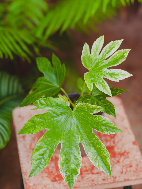 Zdjęcie rosliny doniczkowej Fatsia variegata Spiderweb, ujęcie 1