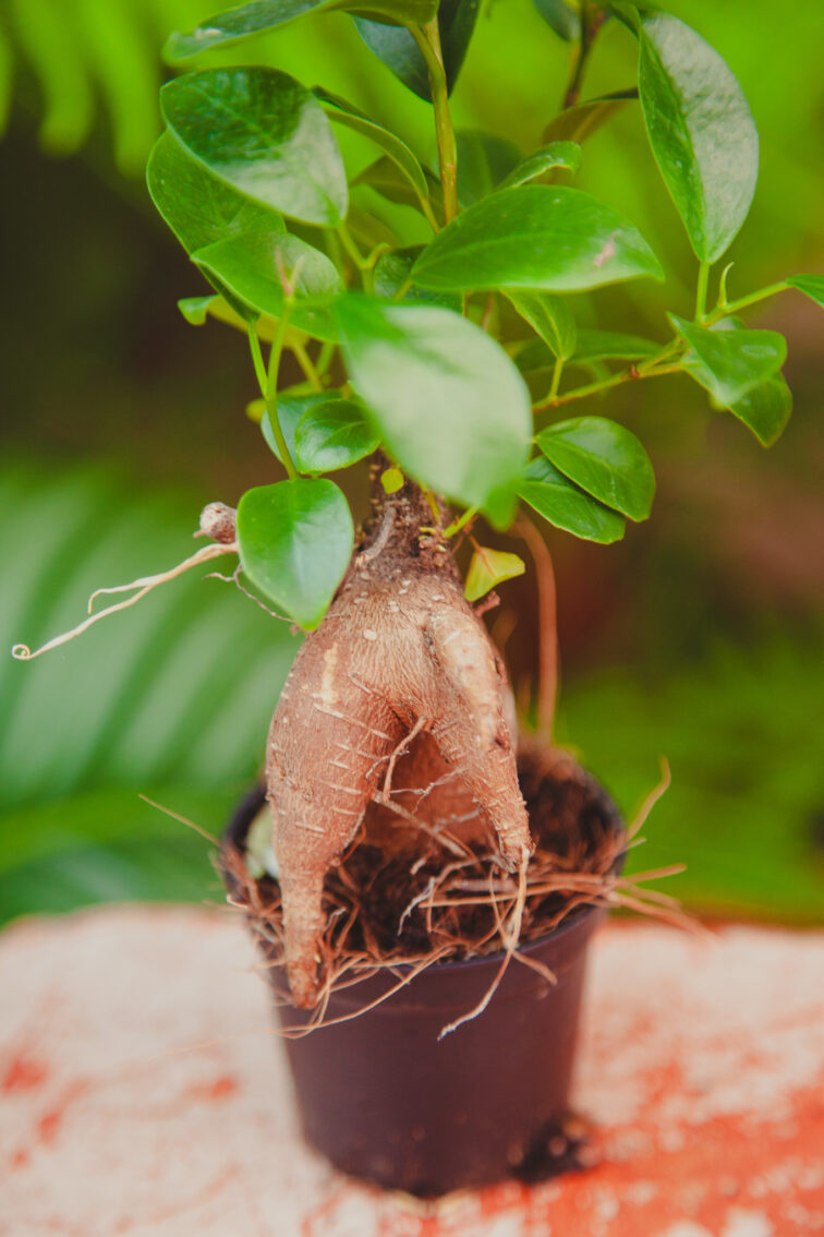 Zdjęcie rosliny doniczkowej Ficus microcarpa Ginseng, ujęcie 2